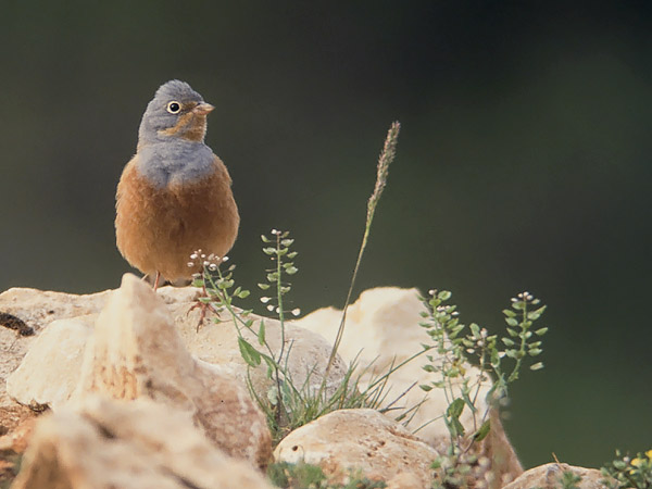 Ruostekurkkusirkku, Cretzschmar's Bunting, Emberiza caesia